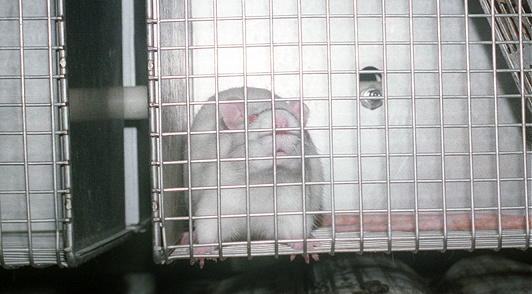 take action for mice and rats