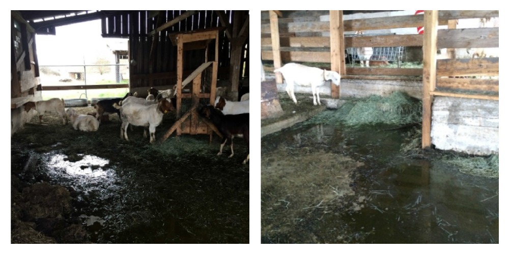 sheep in filthy conditions