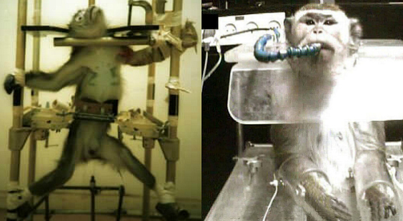take action for primates