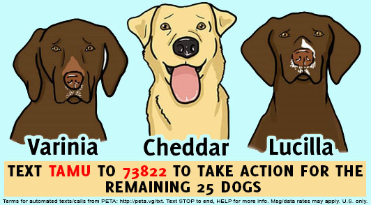 take action to help the other dogs