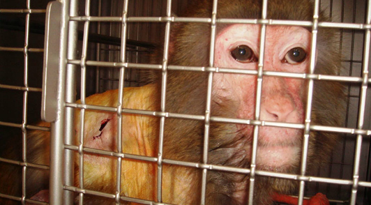 take action for monkeys