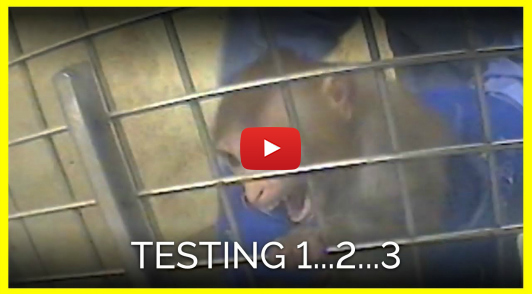take action for animals in labs