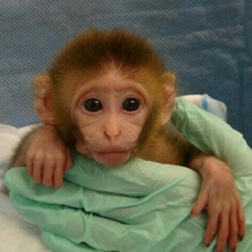 baby monkey