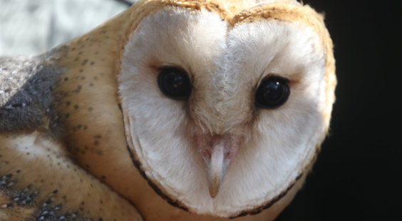 take action for barn owls