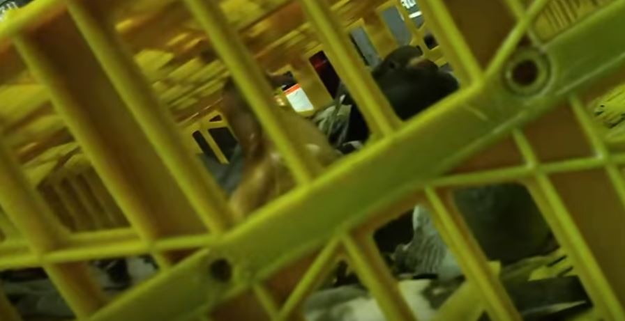 pigeons in cage