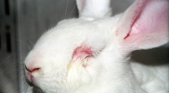 act now for animals in labs