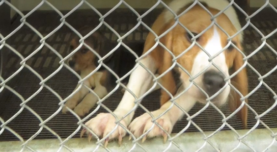 sick dogs sold to laboratories