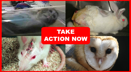 help end pointless experiments on animals