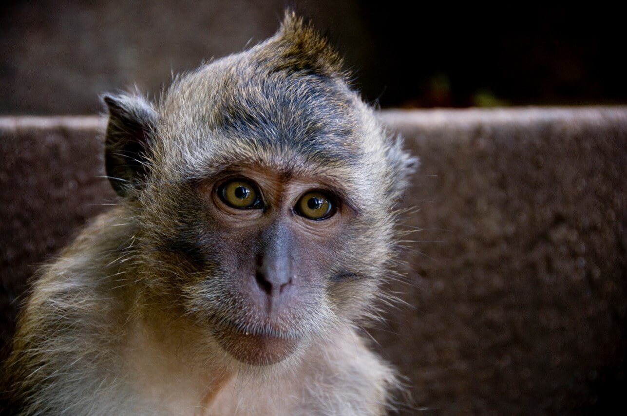 VIV cute macaque PO CMP ftc U.S. Fish and Wildlife Service: Add These Monkeys to the Endangered Species List!