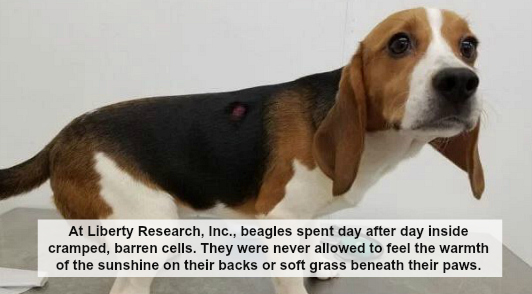 animals tortured in labs