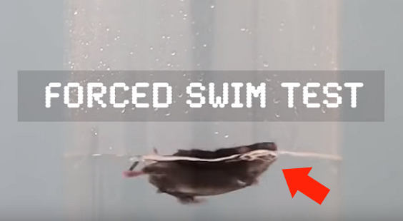 animals forced to swim