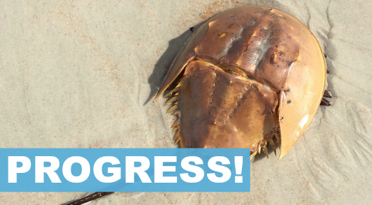 good news for rabbits and horseshoe crabs