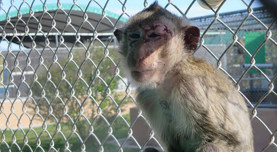 take action for monkeys