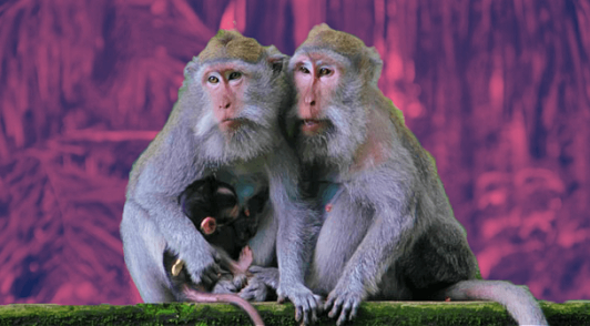 monkeys