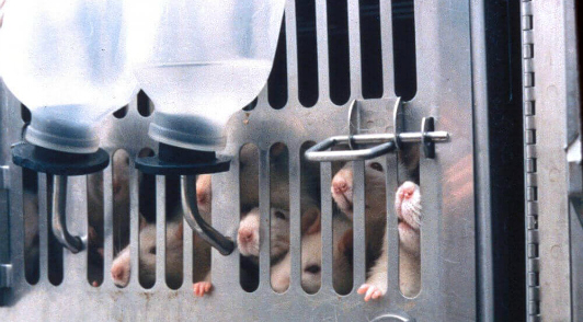 urge colleges to end animal tests