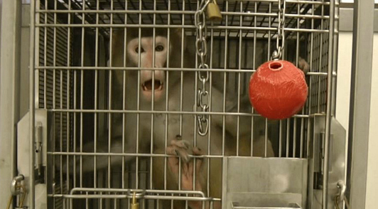 monkeys exploited in experiments