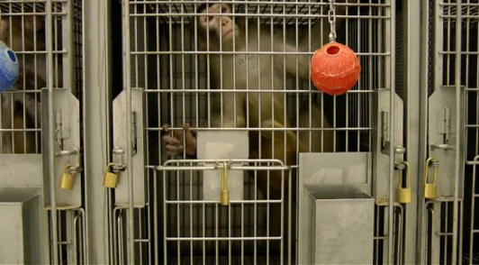 monkey at UW laboratory