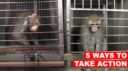 take action for monkeys