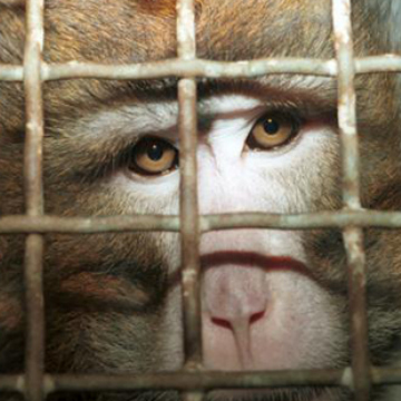 end the primate trade
