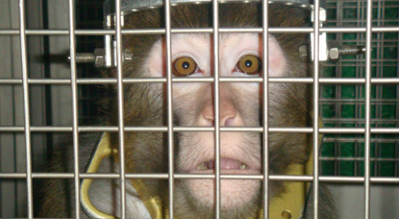 monkey in laboratory