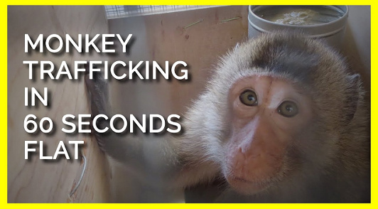 720 Monkeys Crammed Into 144 Shipping Crates Destined for Deadly ...