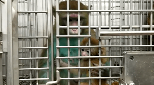 monkeys tormented in tests