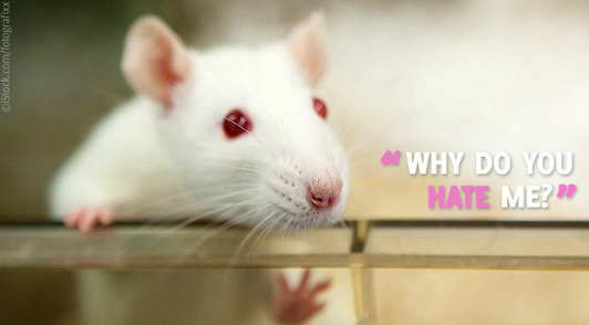 take action for mice