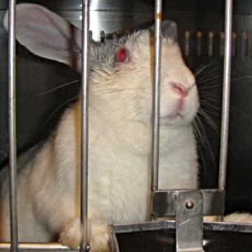 rabbit in laboratory