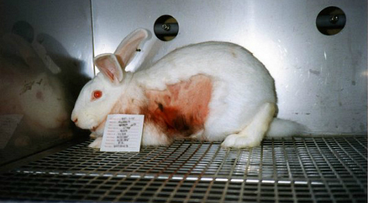 what is animal testing