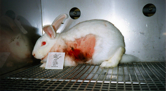 take action for rabbits