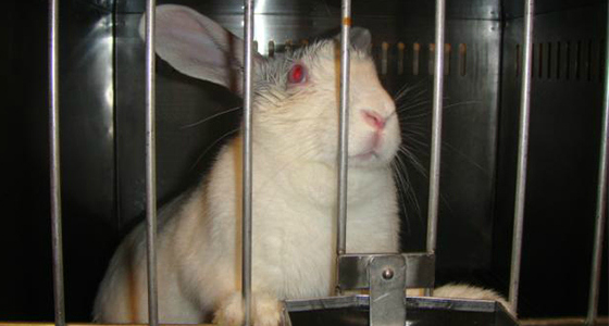 help animals in labs