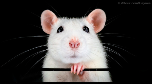 why we must ditch animal tests