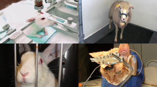 help animals in labs