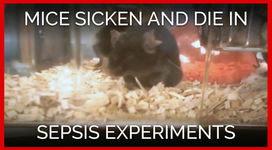 take action for mice in labs