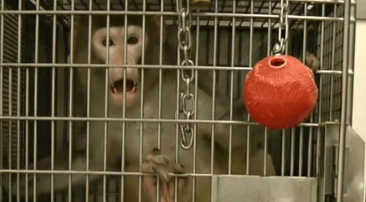 animal testing facts that may shock you