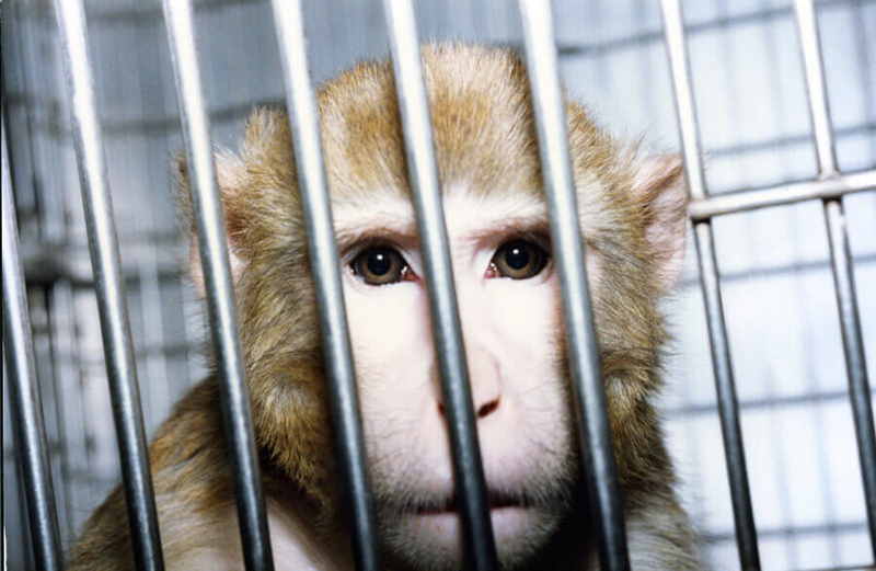 Photo of a monkey at the Institute of Behavioral Research, a laboratory in Silver Spring, Maryland, where the experimenter cut the spinal nerves of monkeys, rendering one or more of their limbs useless.
