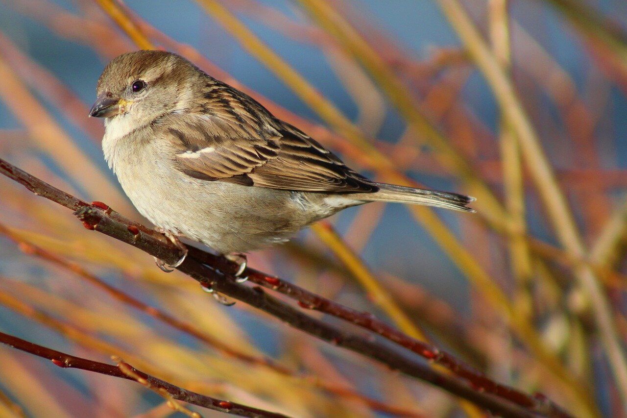 Let's Talk About Birds: Birds' eggs