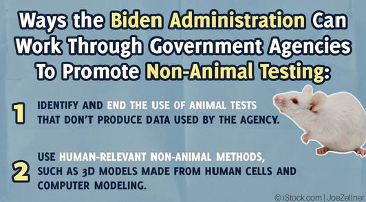 steps to end animal tests