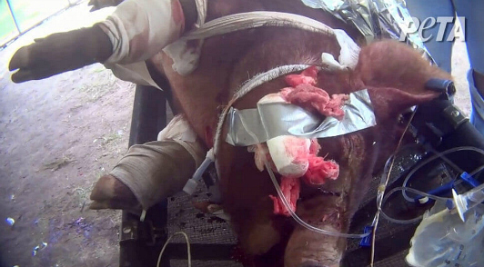 live bleeding pigs mutilated