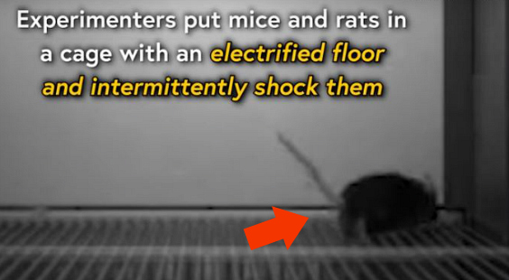 help mice