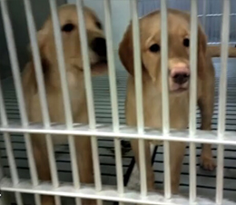 Dogs shouldn't be bred to face misery and pain. Help them by donating today.