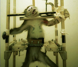 Help monkeys and other animals trapped in laboratories by making your gift, which will be matched, right now.