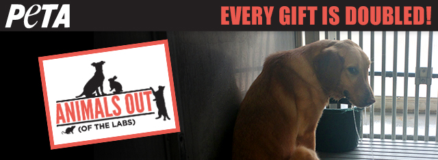 Help end cruel experiments on dogs and other animals. Support the Animals Out (of the Labs) Matching-Gift Challenge NOW.