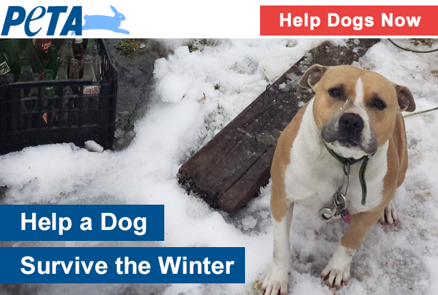 Help a dog survive freezing winter weather.