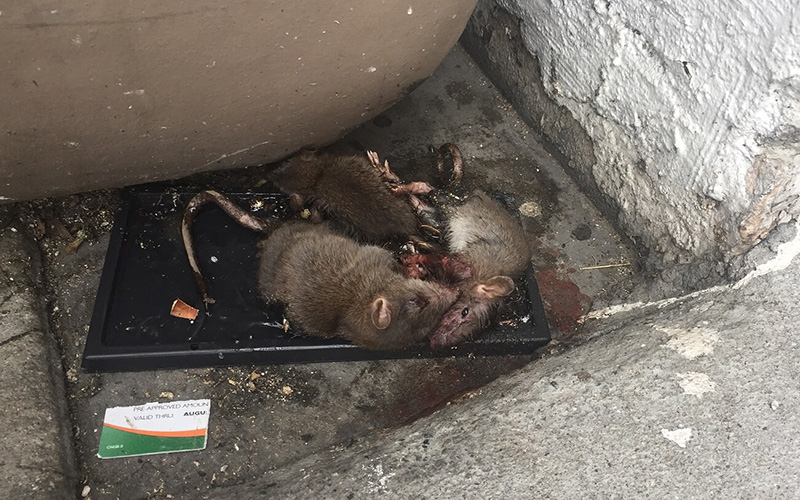 rodents on glue trap