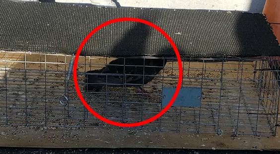 pigeons are being trapped