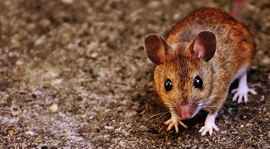 Image of wild mouse