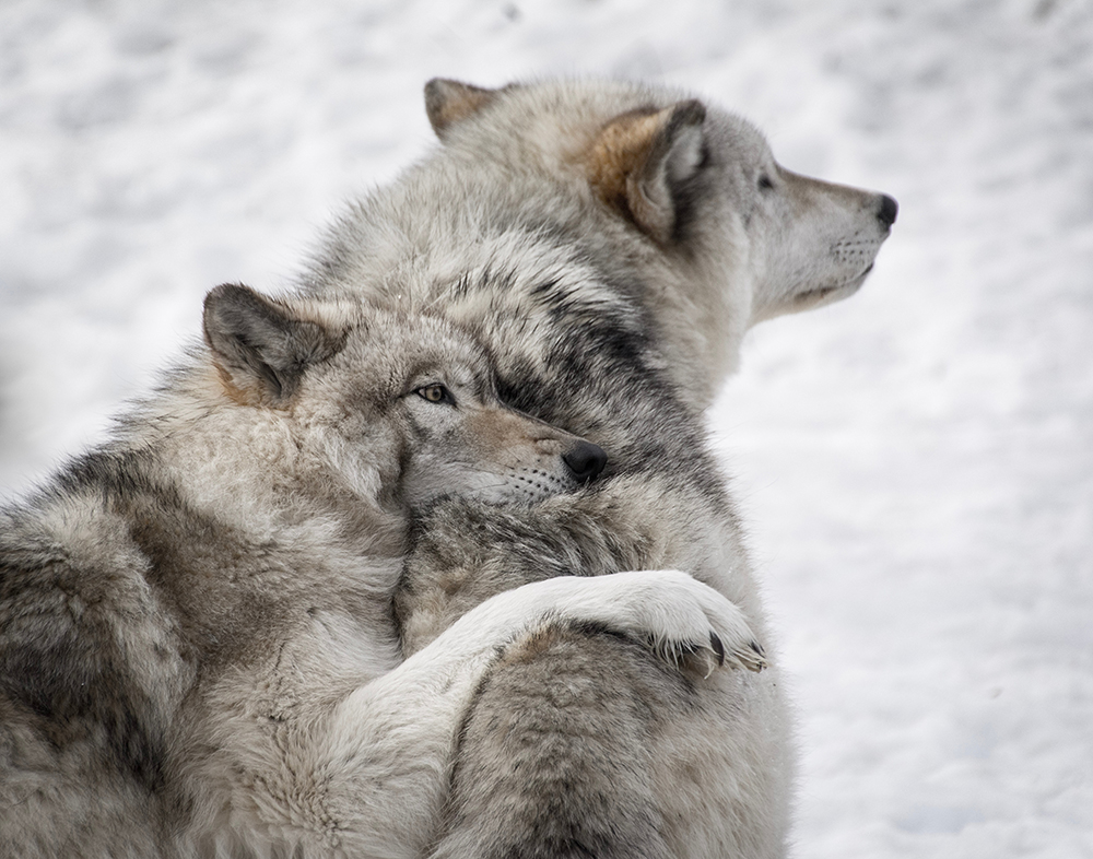 Close-up photograph of a grey wolf leaning his head and front leg on another wolf, in winter in Canada.