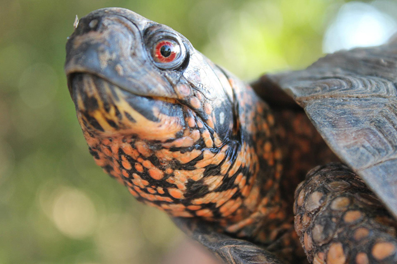 Urge the Alamo Mission Museum in Mount Vernon, Texas, to Nix Turtle ‘Racing’!