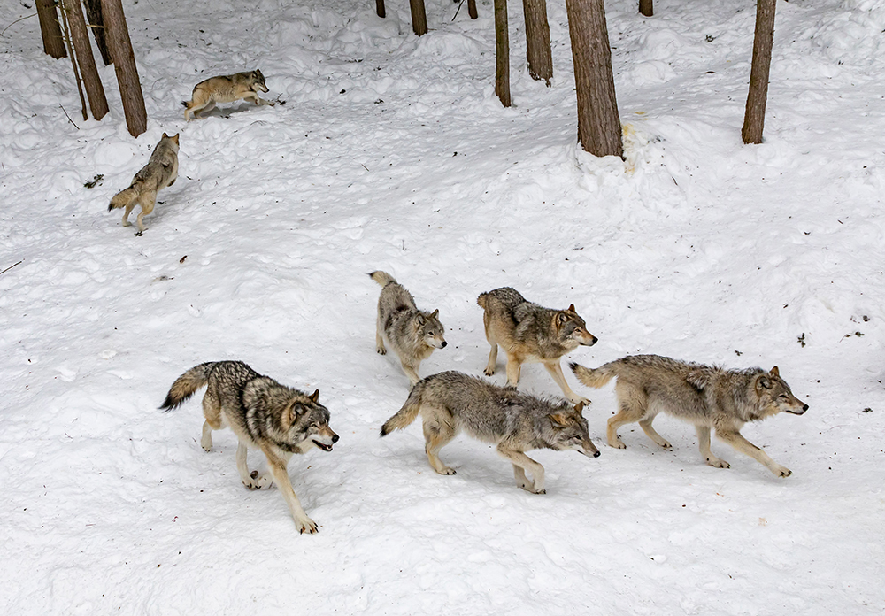 Aerial view of a pack of seven grey wolves in the snowy Canadian Rockies, trotting toward the right side of the image.